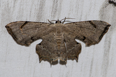 Dysaethria quadricaudata