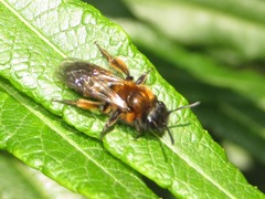 Andrena bicolor