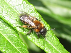 Andrena bicolor
