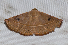 Eublemma latericolor