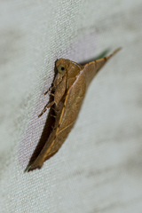 Eublemma latericolor