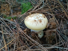 Amanita toxica