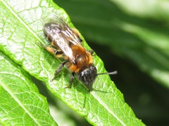 Andrena bicolor