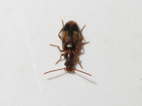 monoceros beetle, Leidschenveen-Ypenburg, Den Haag, Nederland, photo 4 of 10