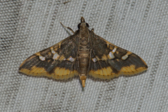 Prophantis