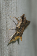Prophantis