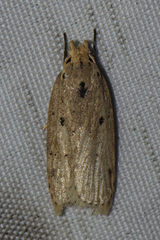 Oditinae