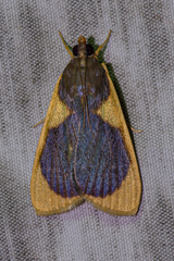 Prooedema inscisalis