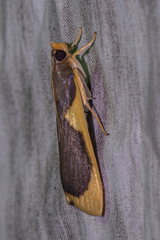 Prooedema inscisalis