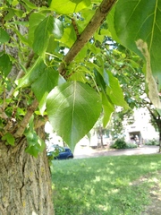 Populus