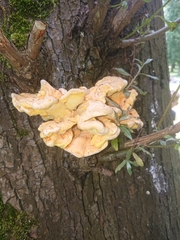 Laetiporus sulphureus
