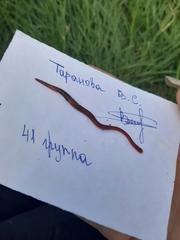 Lumbricus terrestris