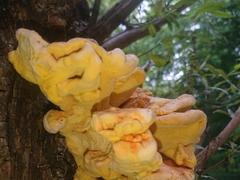 Laetiporus sulphureus