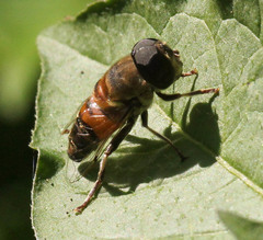 Phytomia