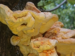 Laetiporus sulphureus