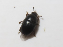 Lamiogethes pedicularius