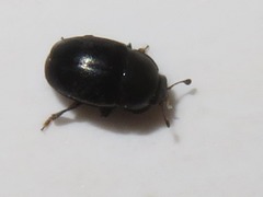 Lamiogethes pedicularius