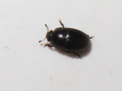 Lamiogethes pedicularius