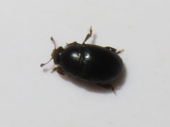 Lamiogethes pedicularius