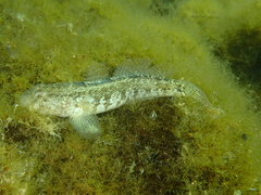 Gobius ophiocephalus