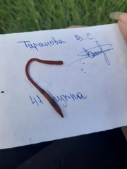 Lumbricus terrestris