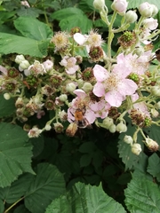 Bombus hypnorum