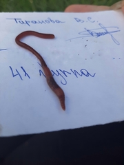 Lumbricus terrestris