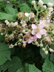 Bombus hypnorum