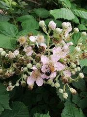 Bombus hypnorum