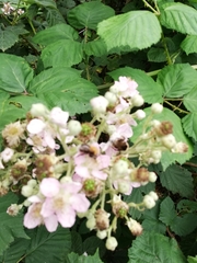 Bombus hypnorum