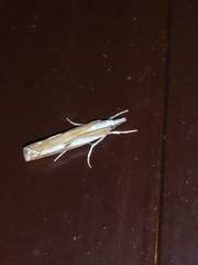 Catoptria