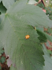 Harmonia axyridis