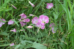 Convolvulus chinensis