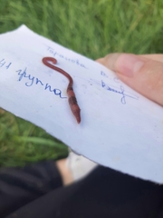 Lumbricus terrestris
