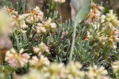 Eriogonum douglasii