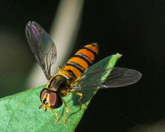 Episyrphus trisectus