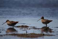 Gallinago magellanica