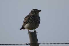 Galerida magnirostris magnirostris