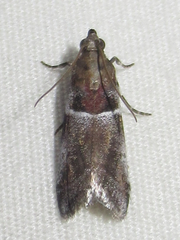 Quasisalebria atratella