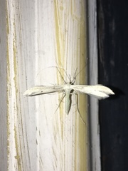 Hellinsia homodactylus