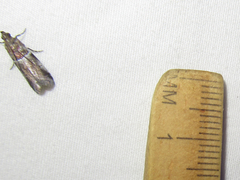 Quasisalebria atratella