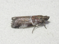 Quasisalebria atratella