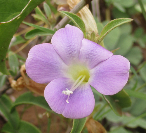 Barleria image