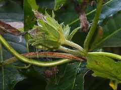 Argyreia involucrata