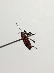Pyrrhocoris apterus