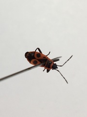 Pyrrhocoris apterus