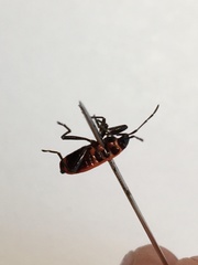 Pyrrhocoris apterus