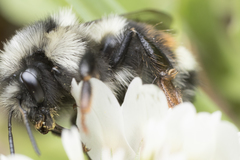 Bombus vancouverensis vancouverensis