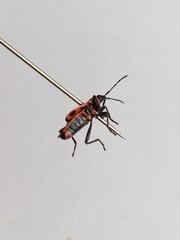 Pyrrhocoris apterus