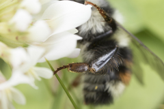 Bombus vancouverensis vancouverensis